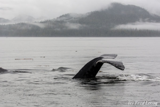 The Great Bear Rainforest - Autograph Safaris